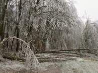 ledové stromy v Podyjí
