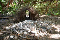 Loubí lemčíka velkého