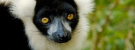 Lemur vari