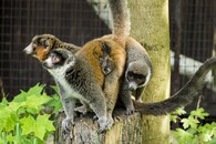 Lemur mongoz 