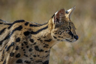 Serval stepní