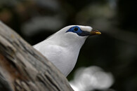 Leucopsar rothschildi