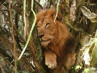 Lev v ugandském NP