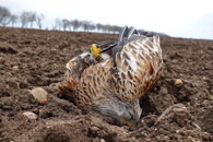 otrávený luňák na Litoměřicku