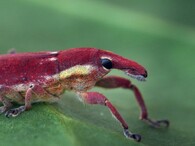 Brouk nosatec Lixus vilis