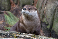 Vydra kanadská, severoamerická