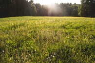 květnatá louka ve Cvikově