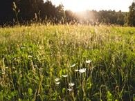květnatá louka ve Cvikově