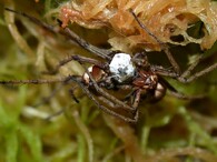 lovčík hajný pavouk 