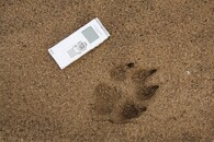 Otisk vlčí stopy