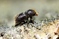 Lýkožrout smrkový