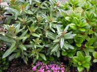 Lysimachia minoricensis