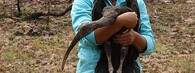 Ibis obrovský (Pseudibis gigantea) 
