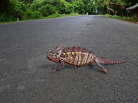 Chameleon na Madagaskaru