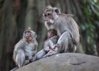 Makakové na Bali
