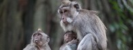 Makakové na Bali