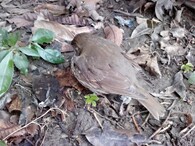 Malátný drozd zpěvný v r. 2018