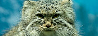 Manul