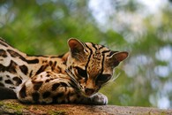 Margay