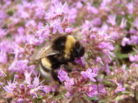 mateřídouška a čmelák