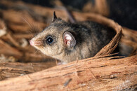 Vakoplch trpasličí