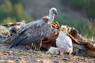 sup mrchožravý a Sup bělohlavý