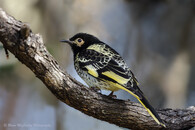 Medosavka žlutočerná 