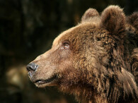 Medvěd hnědý