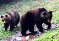 Medvěd hnědý (Ursus arctos)