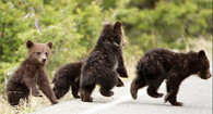 Medvědí rodinka