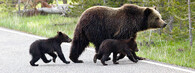 Medvědí rodinka