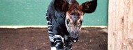 okapi Meghan