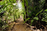 Prales v oblasti Mekongu