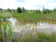 Chmeliště na Kutnohorsku