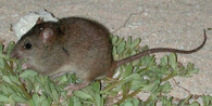 Melomys rubicola 