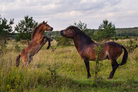 Exmoorský kůň