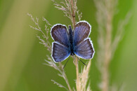 modrásek černolemý