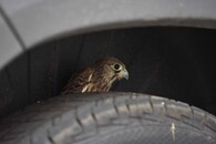 poštolka obecná mládě