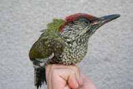 Mládě žluny zelené (Picus viridis).