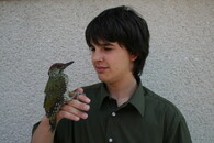 Mládě žluny zelené (Picus viridis).