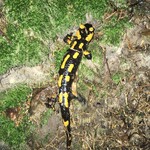 Mlok skvrnitý v údolí Rudolfovského potoka 