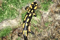 Mlok skvrnitý v údolí Rudolfovského potoka 