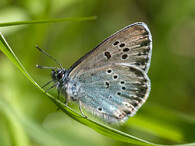 modrásek hořcový Rebelův