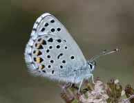 modrásek černočárný