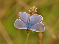 modrásek jehlicový