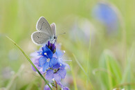 modrásek nejmenší