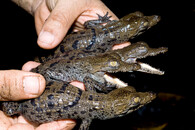 Krokodýl americký 