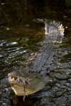Krokodýl americký 