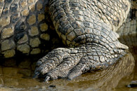 Krokodýl americký 