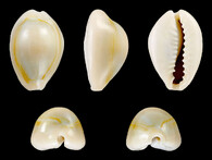 zavinutec Monetaria anulus